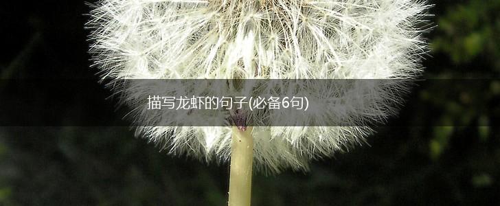 描写龙虾的句子(必备6句),第1张