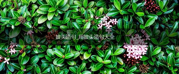 披头造句_用披头造句大全,第1张 披头造句_用披头造句大全,第1张