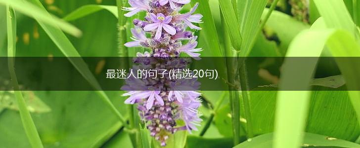最迷人的句子(精选20句),第1张