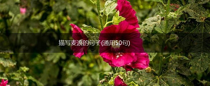 描写麦浪的句子(通用50句),第1张