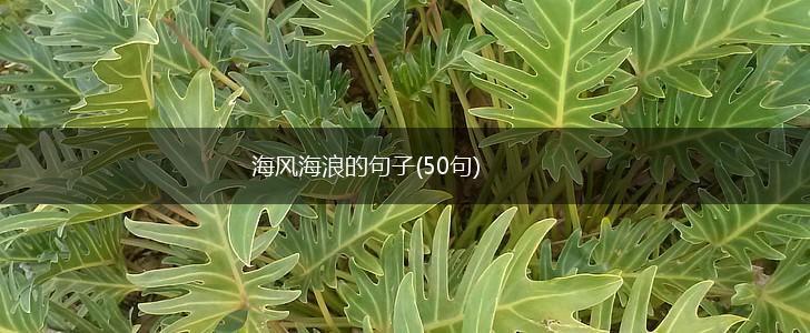 海风海浪的句子(50句),第1张