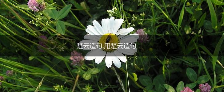 楚云造句,用楚云造句,第1张 楚云造句,用楚云造句,第1张