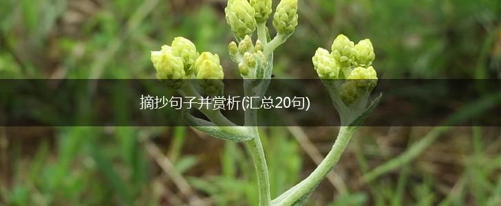 摘抄句子并赏析(汇总20句),第1张