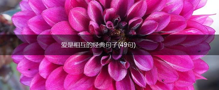 爱是相互的经典句子(49句),第1张