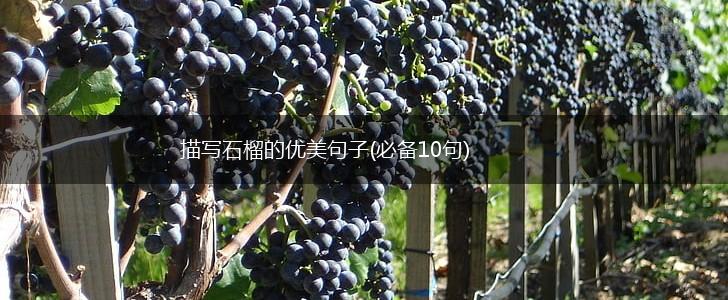 描写石榴的优美句子(必备10句),第1张