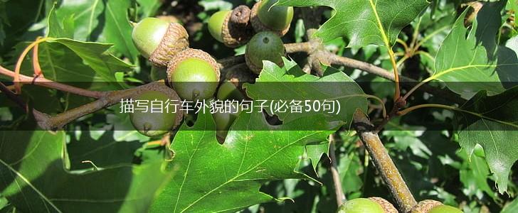 描写自行车外貌的句子(必备50句),第1张