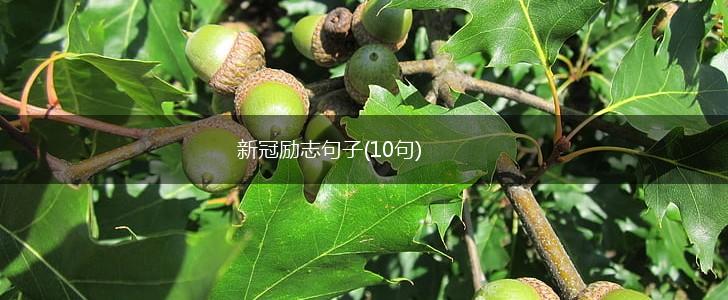 新冠励志句子(10句),第1张