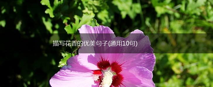 描写花香的优美句子(通用10句),第1张