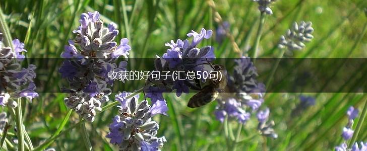 收获的好句子(汇总50句),第1张