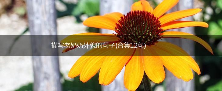描写老奶奶外貌的句子(合集12句),第1张