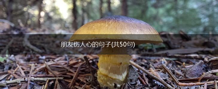 朋友伤人心的句子(共50句),第1张