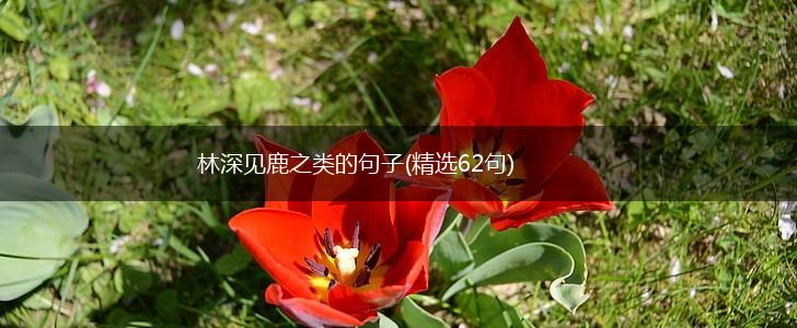 林深见鹿之类的句子(精选62句),第1张