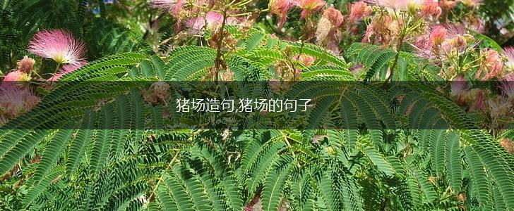 猪场造句,猪场的句子,第1张 猪场造句,猪场的句子,第1张