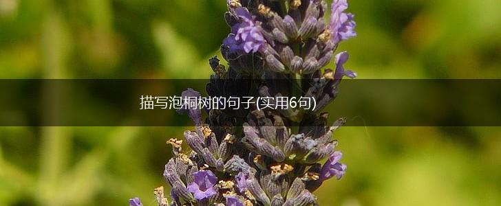 描写泡桐树的句子(实用6句),第1张