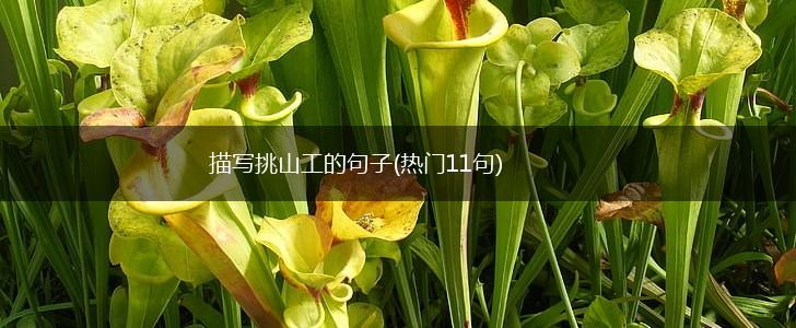 描写挑山工的句子(热门11句),第1张