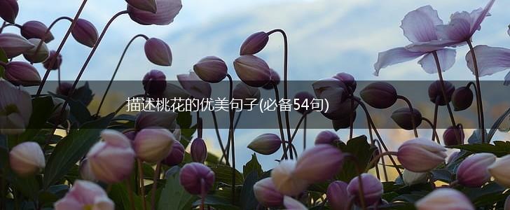 描述桃花的优美句子(必备54句),第1张