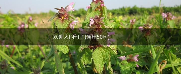 欢迎人的句子(通用50句),第1张