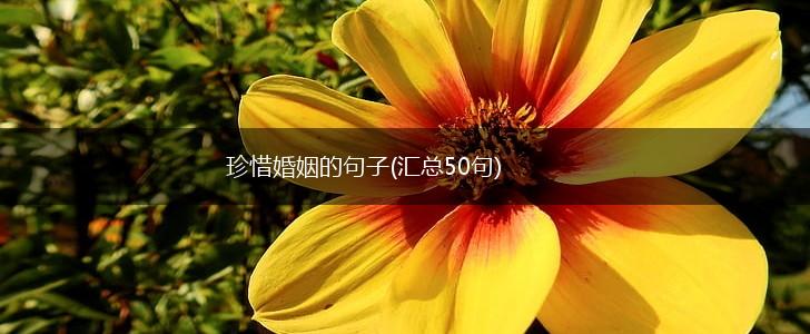 珍惜婚姻的句子(汇总50句),第1张