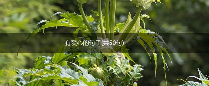 有爱心的句子(共50句),第1张