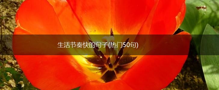 生活节奏快的句子(热门50句),第1张
