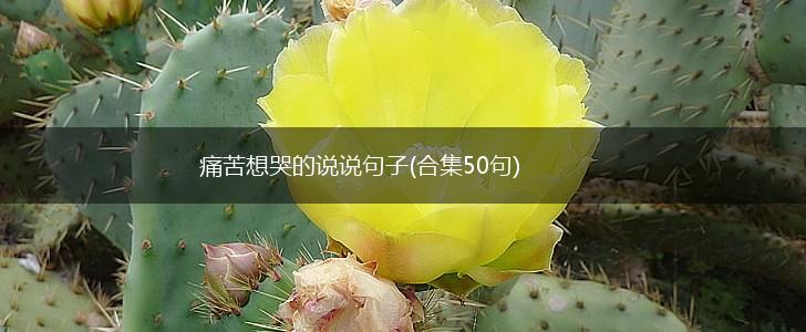 痛苦想哭的说说句子(合集50句),第1张