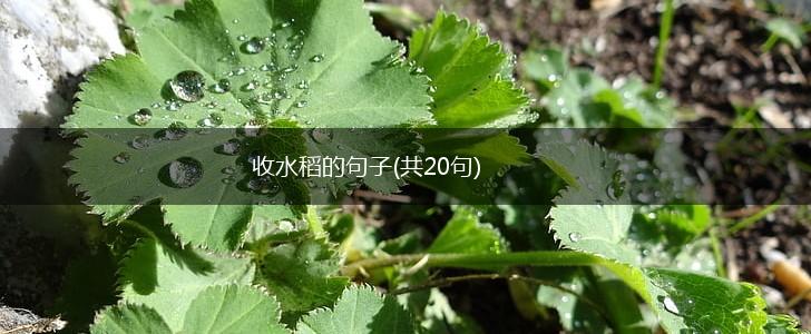 收水稻的句子(共20句),第1张