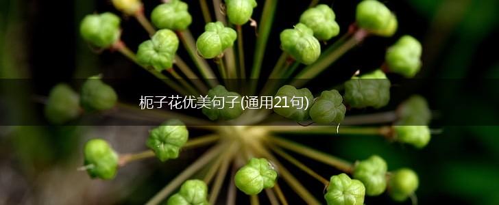 枙子花优美句子(通用21句),第1张