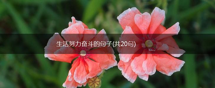 生活努力奋斗的句子(共20句),第1张