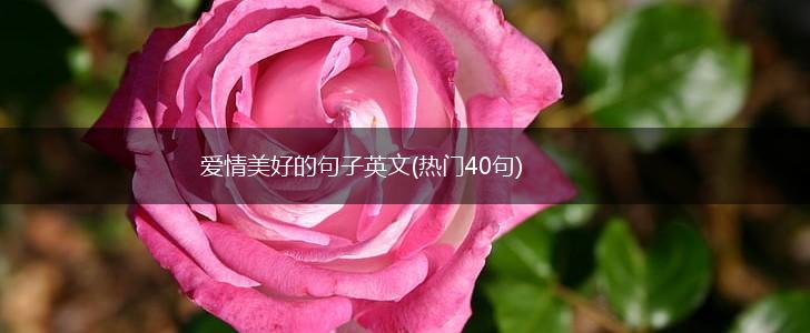 爱情美好的句子英文(热门40句),第1张
