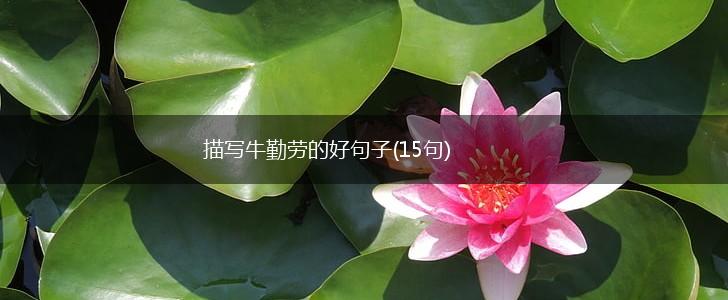 描写牛勤劳的好句子(15句),第1张