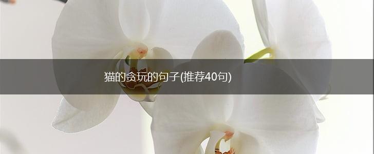 猫的贪玩的句子(推荐40句),第1张