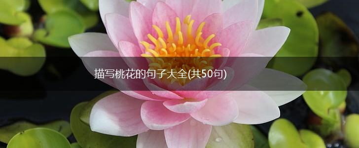 描写桃花的句子大全(共50句),第1张