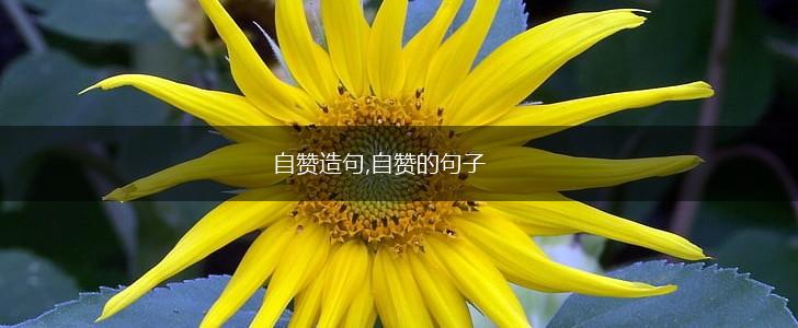 自赞造句,自赞的句子,第1张 自赞造句,自赞的句子,第1张