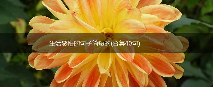 生活感悟的句子简短的(合集40句),第1张