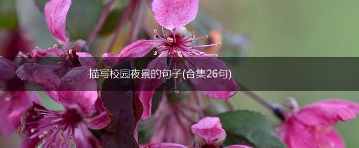 描写校园夜景的句子(合集26句),第1张