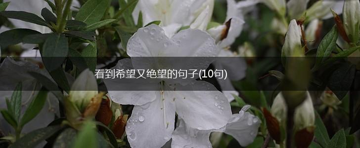 看到希望又绝望的句子(10句),第1张