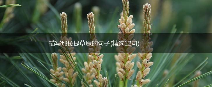 描写那拉提草原的句子(精选12句),第1张