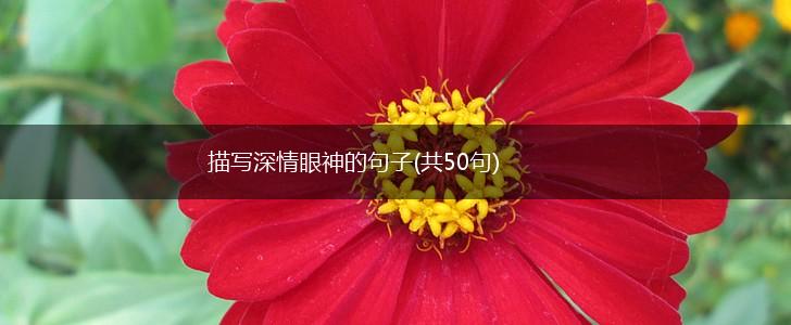 描写深情眼神的句子(共50句),第1张