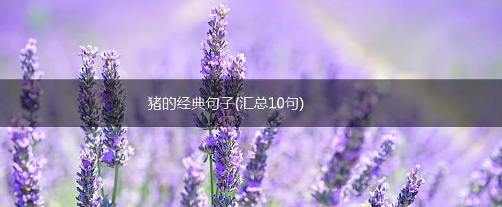 猪的经典句子(汇总10句),第1张