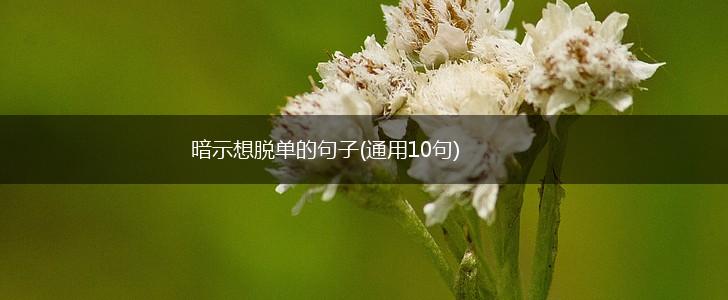 暗示想脱单的句子(通用10句),第1张