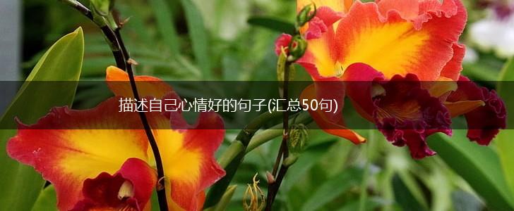 描述自己心情好的句子(汇总50句),第1张