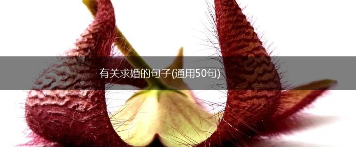有关求婚的句子(通用50句),第1张