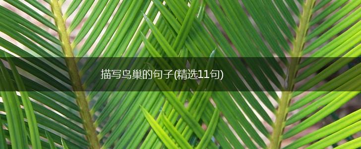 描写鸟巢的句子(精选11句),第1张
