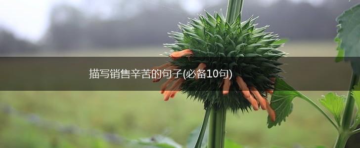 描写销售辛苦的句子(必备10句),第1张