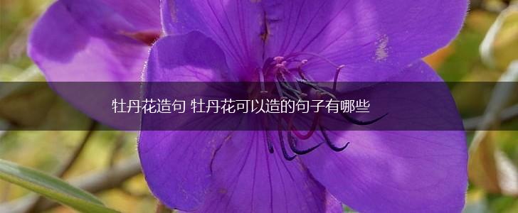 牡丹花造句 牡丹花可以造的句子有哪些,第1张
