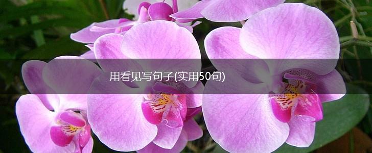 用看见写句子(实用50句),第1张