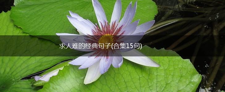 求人难的经典句子(合集15句),第1张