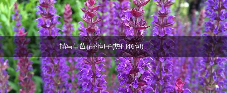 描写草莓花的句子(热门46句),第1张