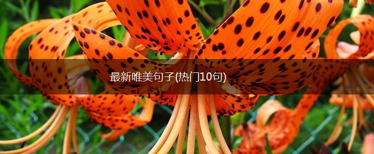 最新唯美句子(热门10句),第1张