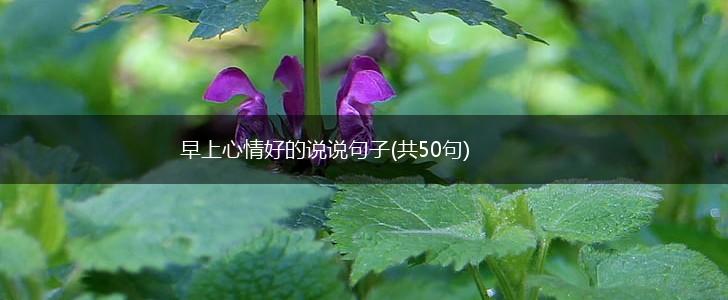 早上心情好的说说句子(共50句),第1张